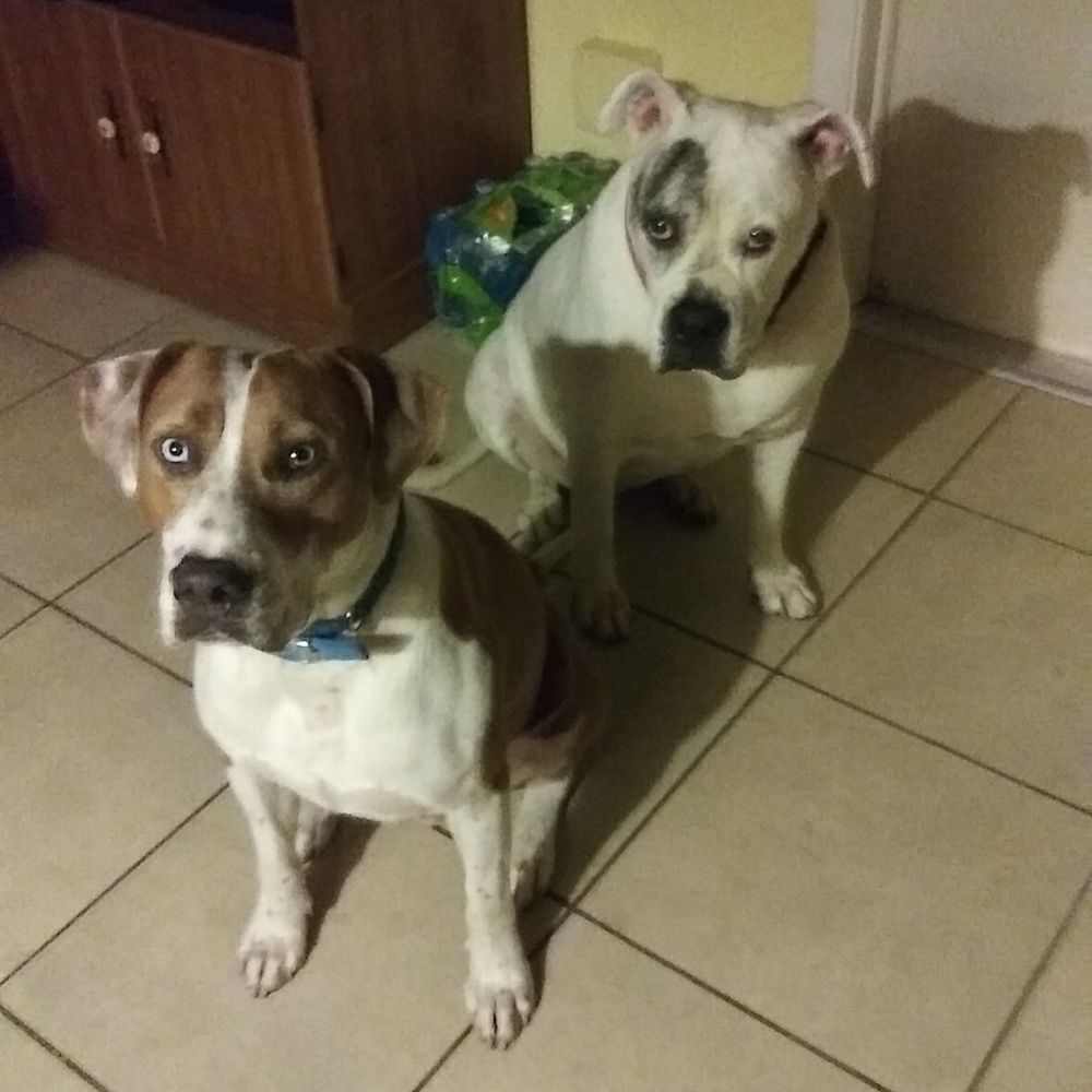 My rescue kids.. Buddy & Gidget